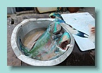 Parrotfish for the pot